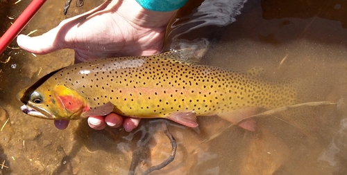 Rocky Mountain Cutthroat Trout
