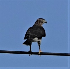 Accipiter cooperii