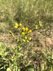 Solidago rigida glabrata