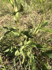 Solidago rigida glabrata