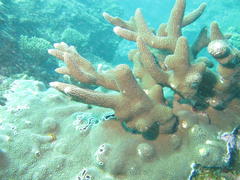 Acropora robusta