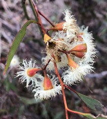 Eucalyptus calycogona