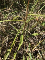 Marshallia legrandii