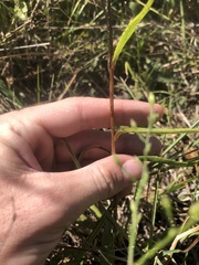 Marshallia legrandii