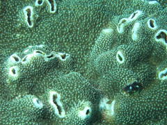 Acropora robusta
