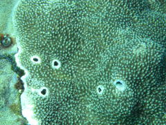 Acropora robusta