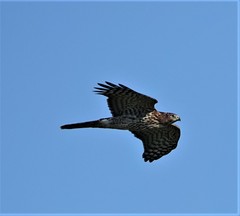 Accipiter cooperii