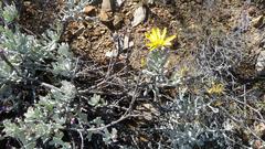 Berkheya cuneata