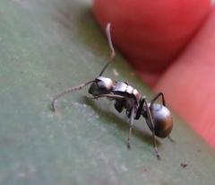 Polyrhachis schlueteri