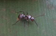 Polyrhachis schlueteri