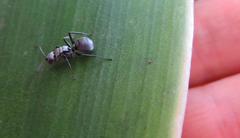 Polyrhachis schlueteri