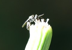 Hylaeus modestus