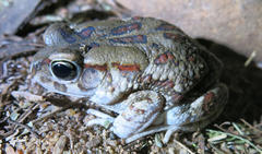 Sclerophrys garmani