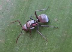 Polyrhachis schlueteri