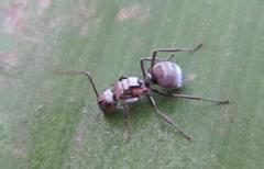 Polyrhachis schlueteri