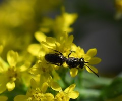 Hylaeus modestus