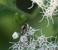 Hylaeus modestus