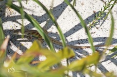 Glaucomastix abaetensis