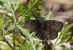 Erynnis meridianus