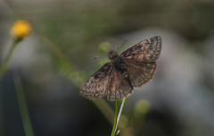 Erynnis meridianus