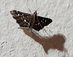 Diathrausta reconditalis
