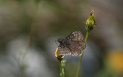 Erynnis meridianus