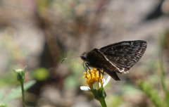 Erynnis meridianus