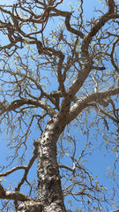 Entandrophragma caudatum