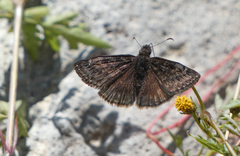 Erynnis meridianus