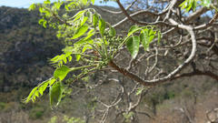 Entandrophragma caudatum