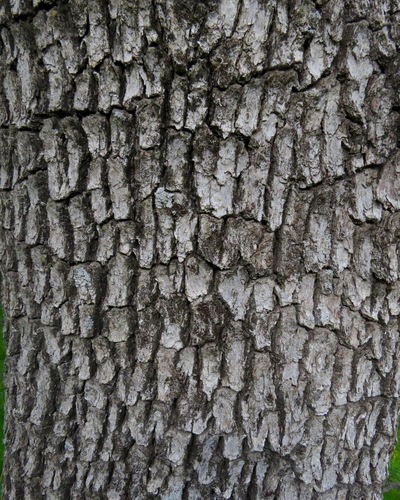iNaturalist observation photo of blue oak