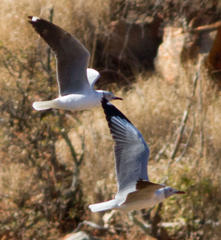 Chroicocephalus cirrocephalus poiocephalus