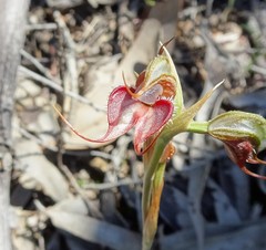 Pterostylis boormanii