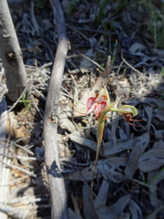 Pterostylis boormanii