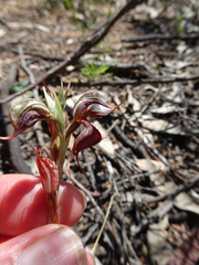 Pterostylis boormanii