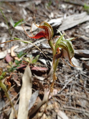 Pterostylis boormanii