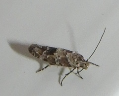 Mompha stellella