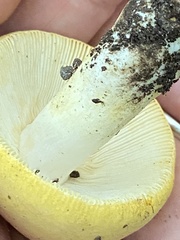 Russula ballouii