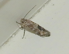 Mompha stellella