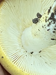 Russula ballouii