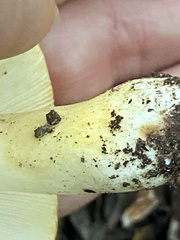 Russula ballouii