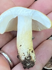 Russula ballouii