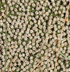 Helichrysum caespititium