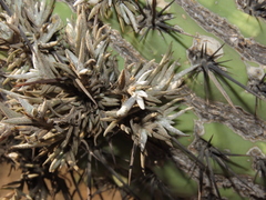 Tillandsia virescens