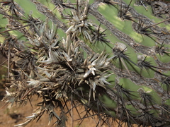 Tillandsia virescens