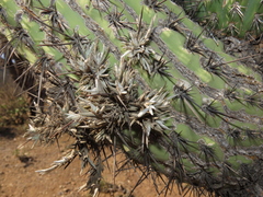 Tillandsia virescens