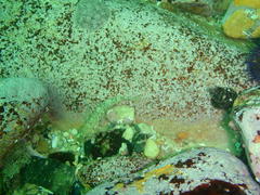 Caffrogobius nudiceps