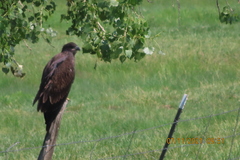 Haliaeetus leucocephalus