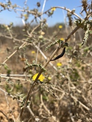 Centaurea procurrens