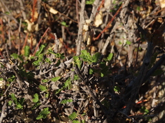 Bridgesia incisifolia